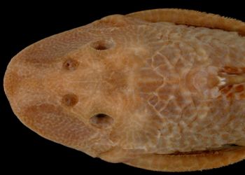 Media type: image; Ichthyology 7842